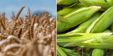 CHP’den İthalat Tepkisi: Çiftçiye İnfaz Belgesi!