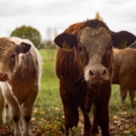 Desteklemede Yeni dönem