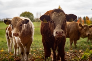 Desteklemede Yeni dönem