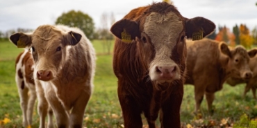 Desteklemede Yeni dönem