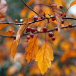 Remzi Kokargül Yazdı.. Sonbahar Figürü