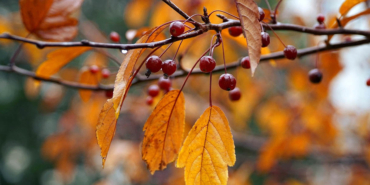 Remzi Kokargül Yazdı.. Sonbahar Figürü