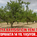 Malatya Kayısısında İklim Krizi Tehlikesi!