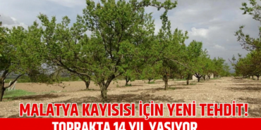 Malatya Kayısısında İklim Krizi Tehlikesi!