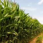 Yerli Üreticiye İthalat Darbesi: Çiftçiler İsyanda!