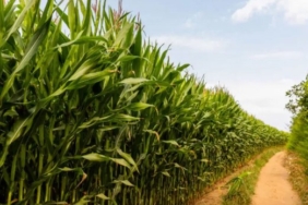 Yerli Üreticiye İthalat Darbesi: Çiftçiler İsyanda!