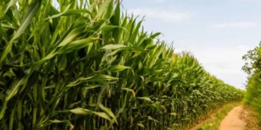 Yerli Üreticiye İthalat Darbesi: Çiftçiler İsyanda!