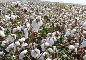 Çukurova’da Pamuk Üretimi Tehlikede!