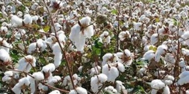 Çukurova’da Pamuk Üretimi Tehlikede!