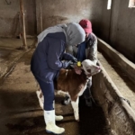 Bereketli Köyünde Küpeleme Çalışması Yapıldı