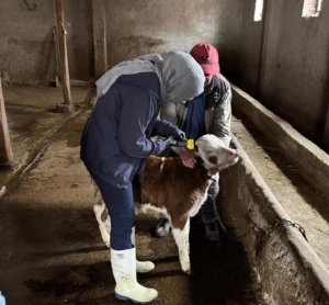 Bereketli Köyünde Küpeleme Çalışması Yapıldı