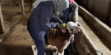 Bereketli Köyünde Küpeleme Çalışması Yapıldı