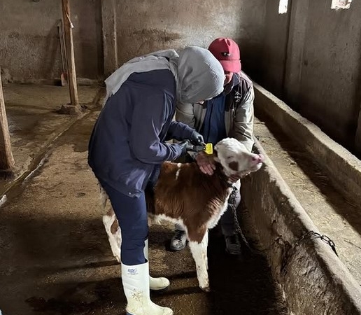 Bereketli Köyünde Küpeleme Çalışması Yapıldı