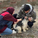 Yazıhan’da Çoban Köpeklerine ve Evcil Hayvanlara Çip ve Kuduz Aşısı Uygulaması