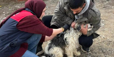 Yazıhan’da Çoban Köpeklerine ve Evcil Hayvanlara Çip ve Kuduz Aşısı Uygulaması