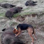 Elazığ’da Yaban Domuzu Avında Rekor Av!