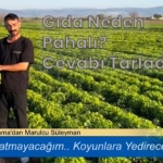 BERGAMA’DA MARUL İSYANI