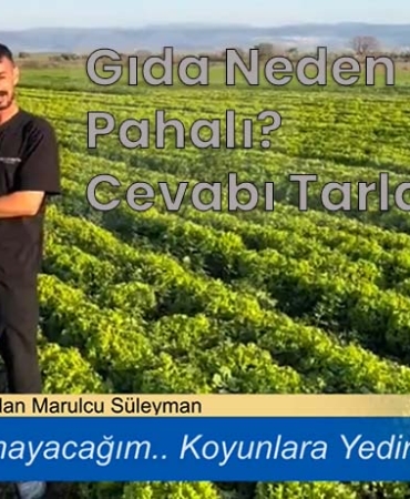 BERGAMA’DA MARUL İSYANI