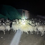 Kaybolan Koyunlar Drone Yardımıyla Bulundu