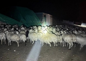 Kaybolan Koyunlar Drone Yardımıyla Bulundu