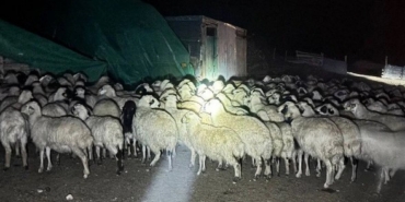 Kaybolan Koyunlar Drone Yardımıyla Bulundu