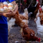 Tavuk Eti Arttı, Yumurta Üretimi Geriledi