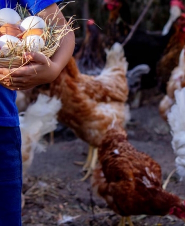 Tavuk Eti Arttı, Yumurta Üretimi Geriledi