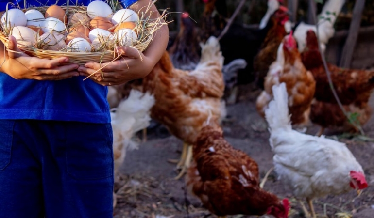 Tavuk Eti Arttı, Yumurta Üretimi Geriledi