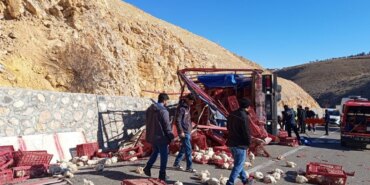 Tavuk Yüklü Kamyon Devrildi: Sürücü Yaralı!