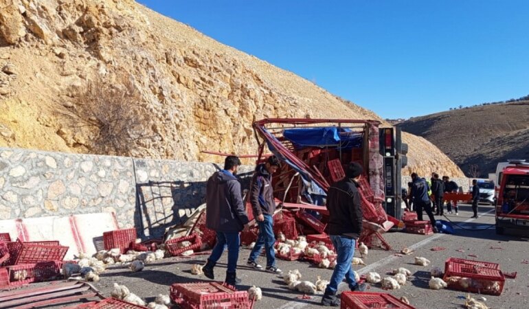 Tavuk Yüklü Kamyon Devrildi: Sürücü Yaralı!