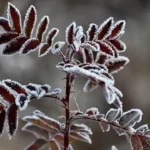 Malatya’da Buzlanma ve Sis Uyarısı!