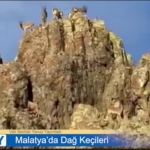 Malatya Valisi Seddar Yavuz, Dağ Keçilerinin Görüntülerini Paylaştı