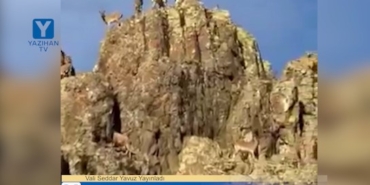 Malatya Valisi Seddar Yavuz, Dağ Keçilerinin Görüntülerini Paylaştı