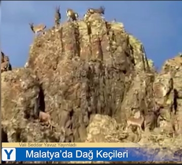 Malatya Valisi Seddar Yavuz, Dağ Keçilerinin Görüntülerini Paylaştı
